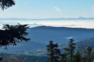 Forêt auvergnate / photo : Les films en vrac