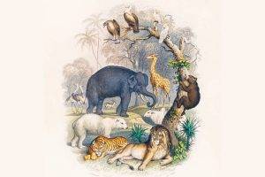 Carnaval des animaux