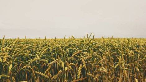 Champ de blé - Photo Pierre Sudre - Pexels