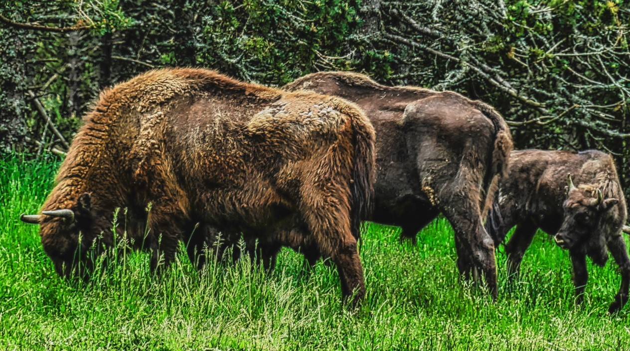 Les bisons d'Auvergne par Patrick Bossin | 7JAC