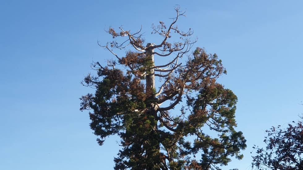 Séquoia malade au Jardin Lecoq / Photo 7 Jours à Clermont