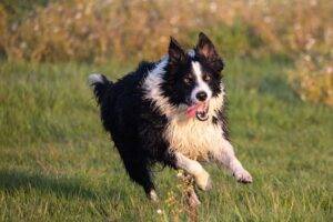 Border Collie, chien de troupeau par excellence / Photo KEV -Pixabay