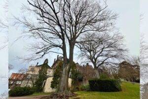 Hêtre pourpre, Jardin Lecoq Photo Ville de Clermont