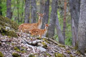 Cerf sika du Vietnam ©Parc Animalier d'Auvergne