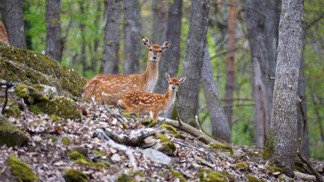 Cerf sika du Vietnam ©Parc Animalier d'Auvergne