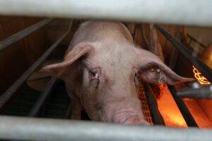 Cochon en cage / Photo L214