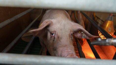 Cochon en cage / Photo L214