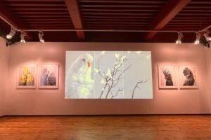 Des oiseaux / Photo Manon Leguay