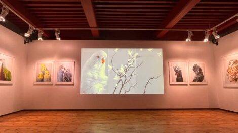 Des oiseaux / Photo Manon Leguay