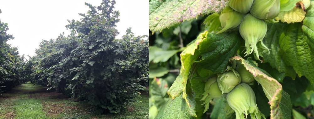 Noisetiers en Géorgie et noisette / Photo Ziraka