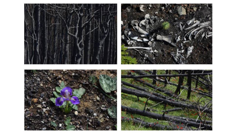 + 2 degrés contre feux © Mayvonne Arnaud