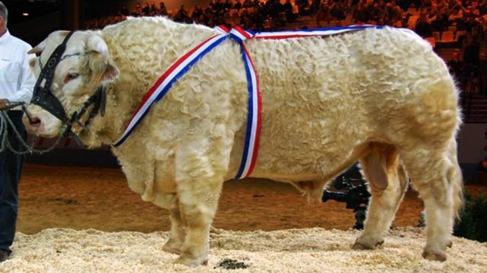 Les bovins absents du salon 2026 Photo forum www.concoursvaches.fr, CC BY SA 4.0, via Wikimedia Commons