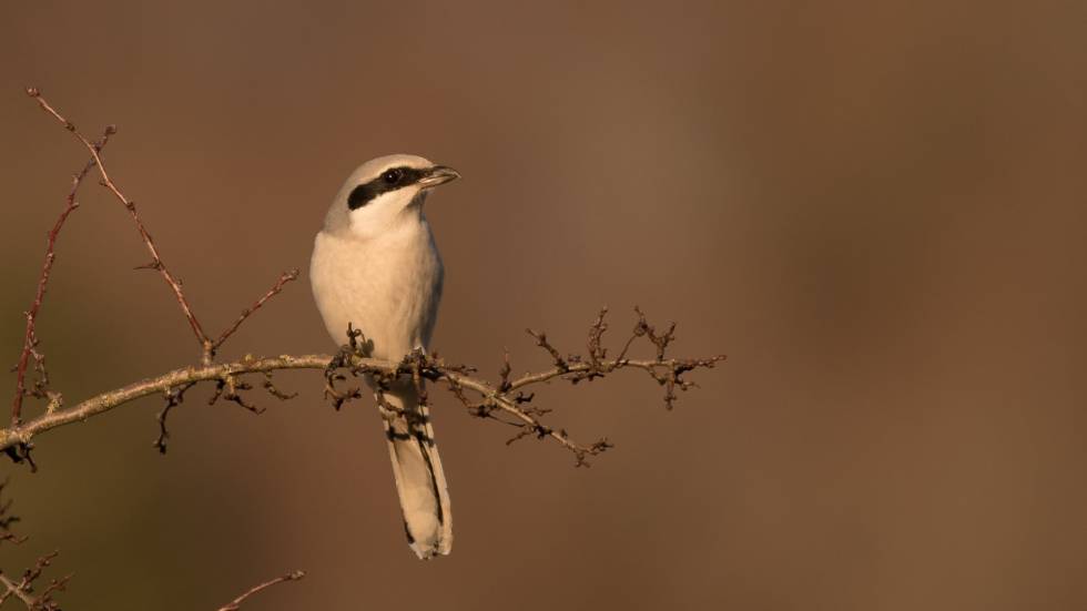 Pie grièche grise. Programme Fondation Chaîne des puys LPO / Photo © Christian Taillandier